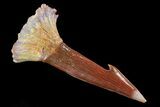 Cretaceous Giant Sawfish (Onchopristis) Rostral Barb #70068-1
